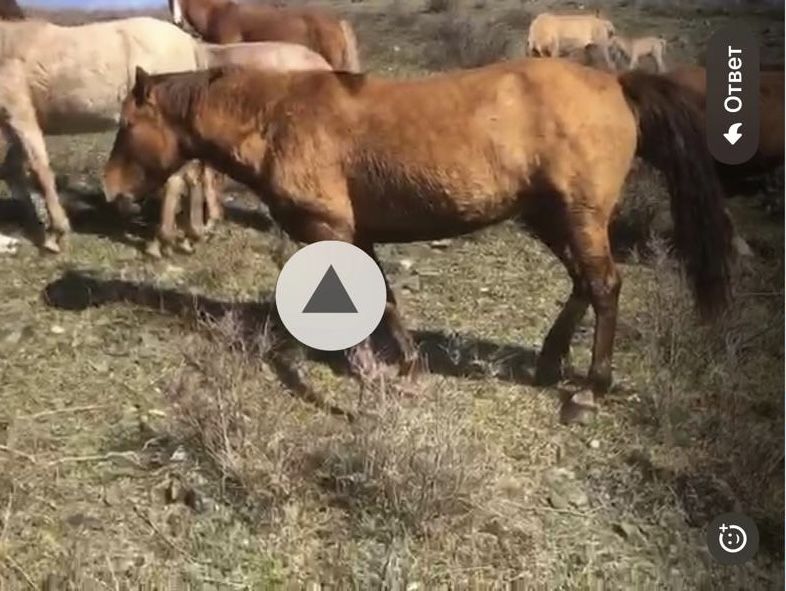 Айғыр, бие сатылады