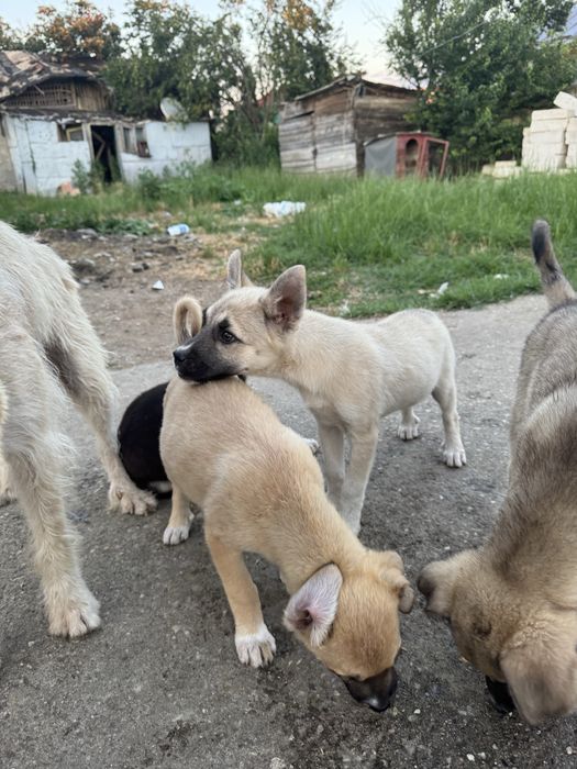 Catelusi pentru adoptie