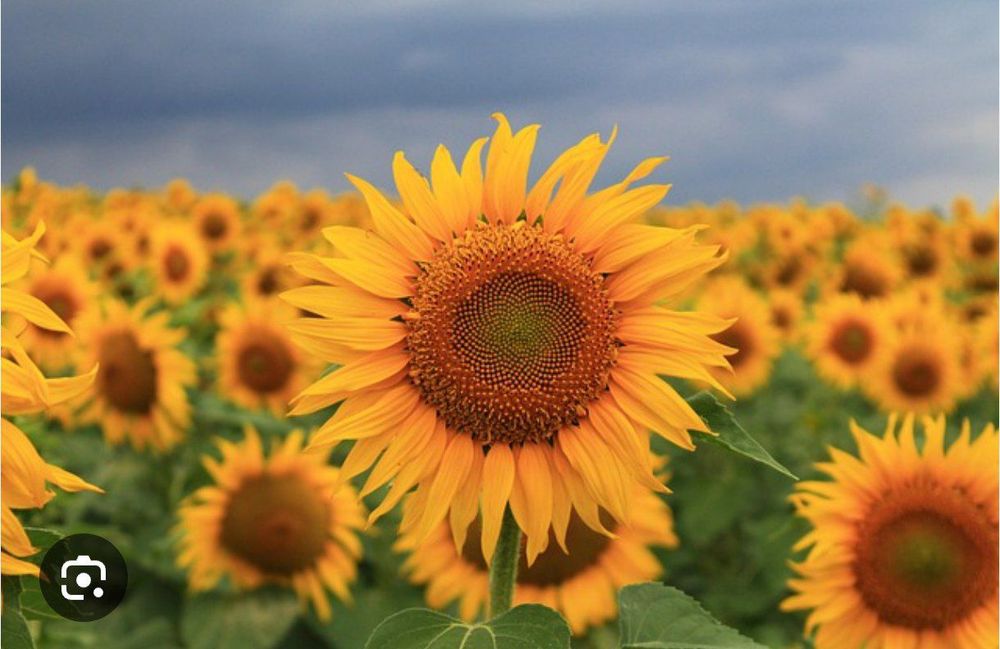 Чиройли гул уруглари бор