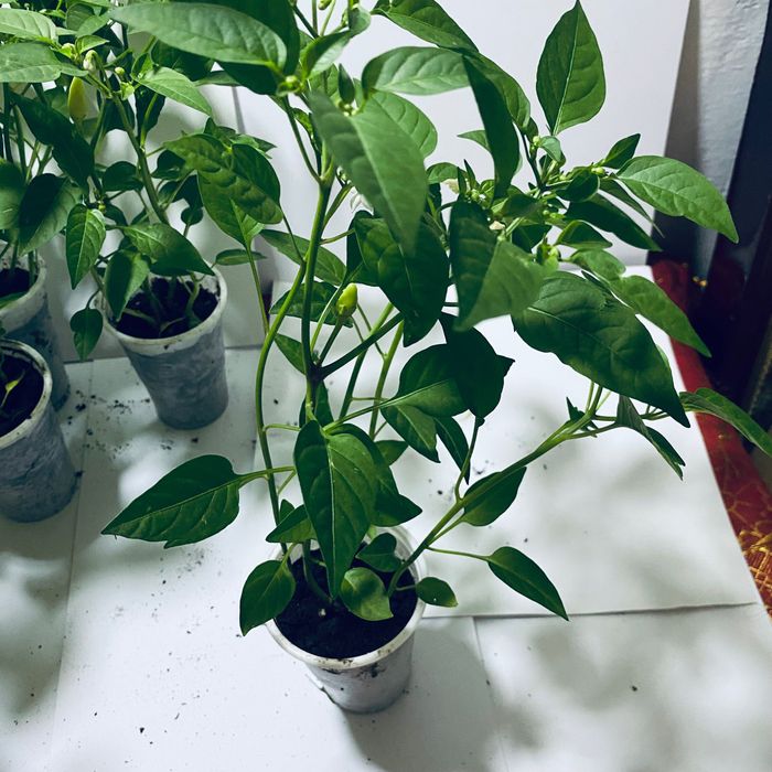 Продам Перец  комнатный