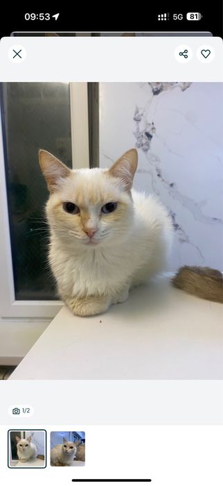 Кошка ЮКИ ищет семью.