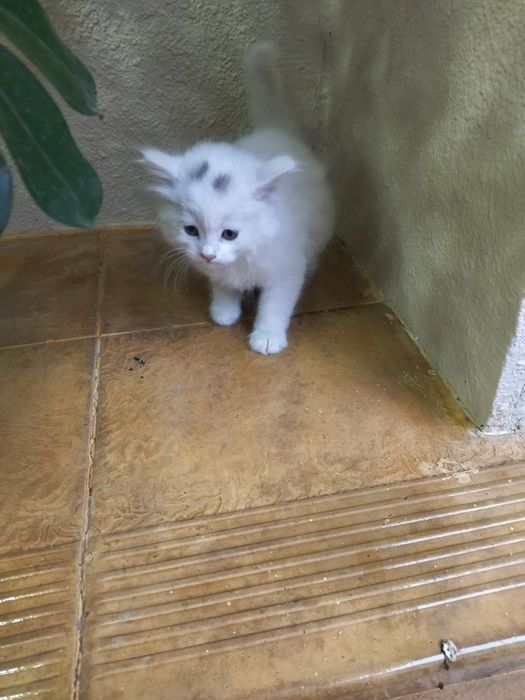 Срочно продаётся котята