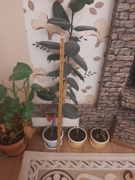 Продается комнатные  растения