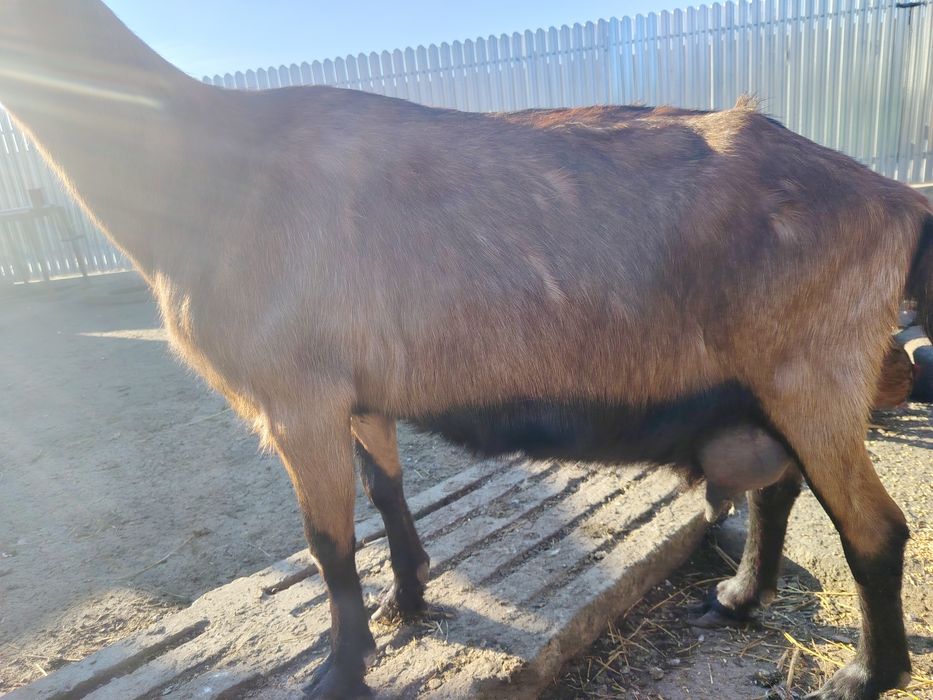 Vând schimb capră.