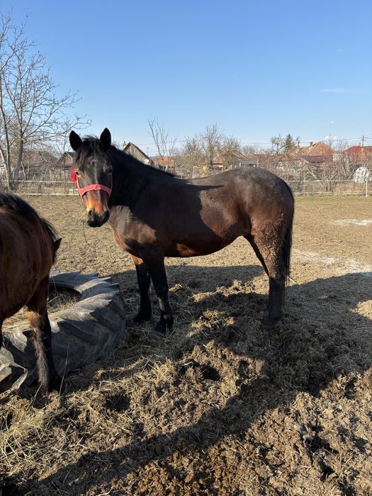 De vanzare o iapa de 4 ani si manza iei de 8 luni