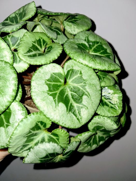 Цикламен Пикассо!