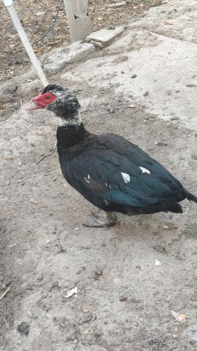 indoutka sotiladi