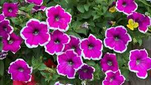 Sun'iy Gullar | Optom va donaga | Bo'lib to'lash