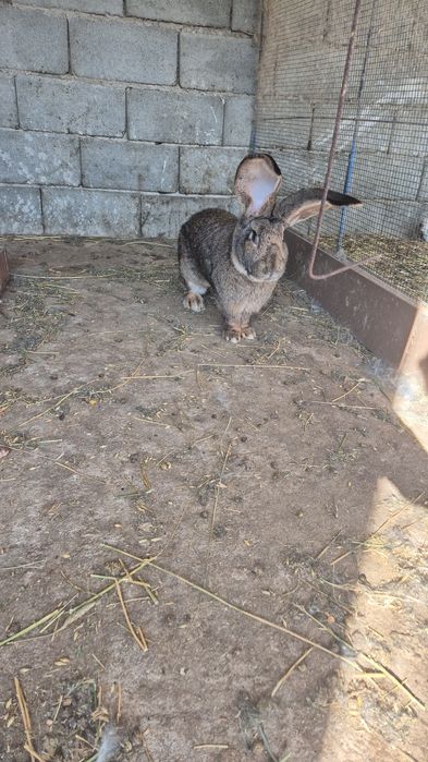 Iepuri uriaș german  și  uriaș  de Transilvania