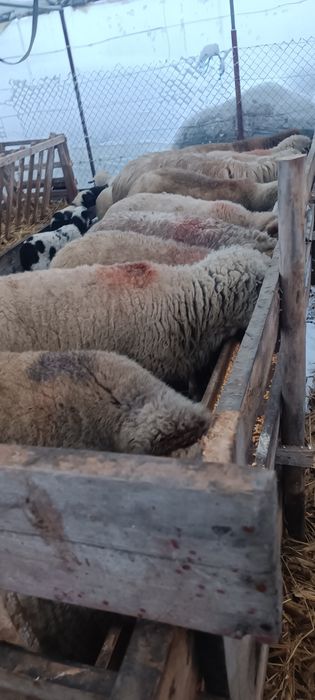 Vând oi 25 bucăți 10.00