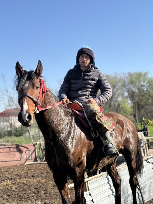 Айгыр молодой красивый