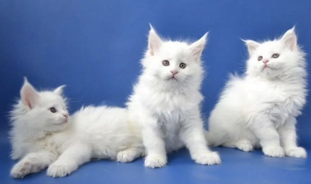 Продам котят пароды Мейн-кун