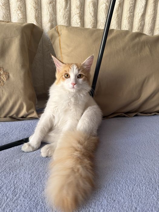 Котик в добрые руки