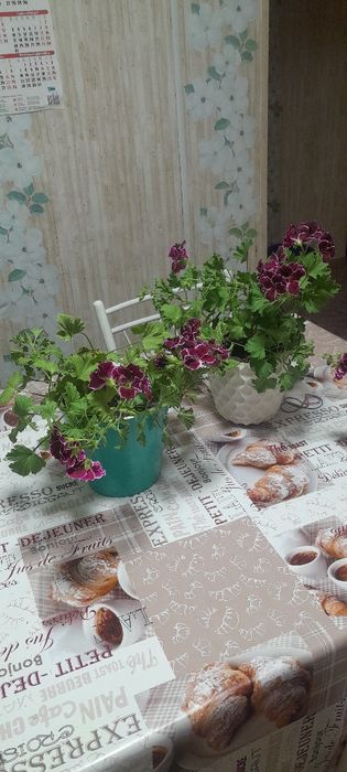 Комнатный цветы,цены разные.