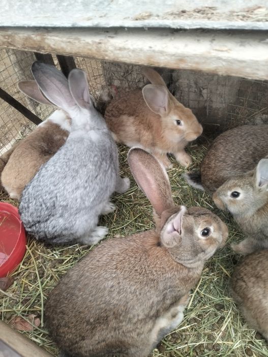 Продам кролика..