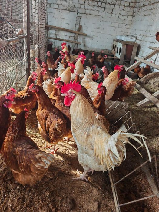 Срочно продам петухов