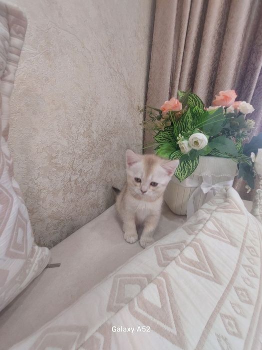 Zotti tozza zalatistiy shin shila