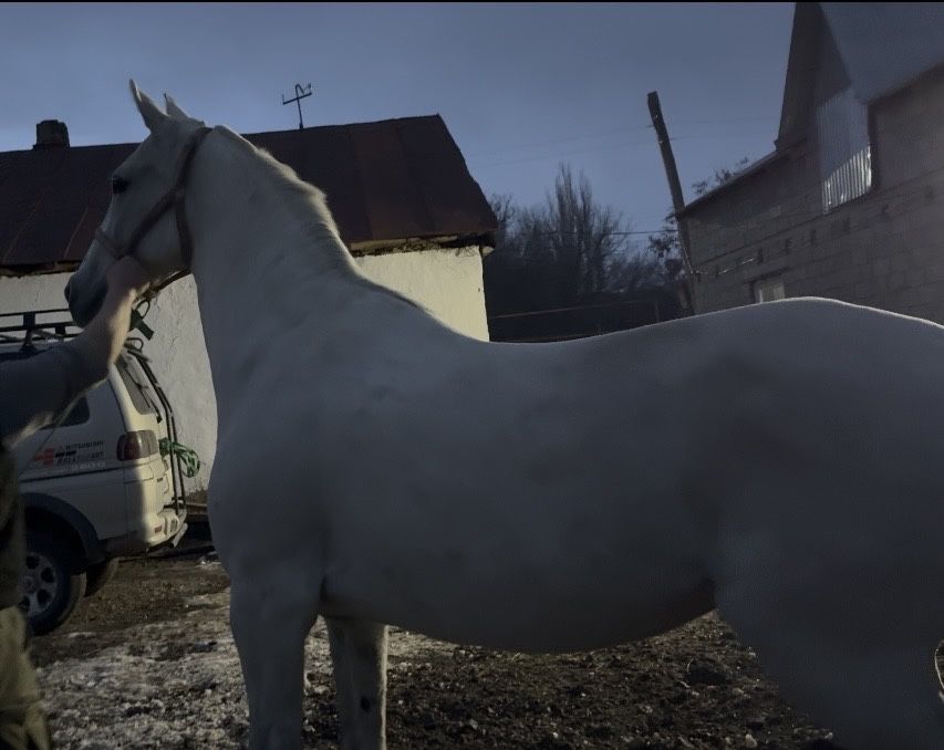 Продам Орловскую Кобылу