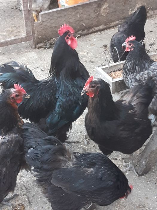 Cocoși de anul acesta