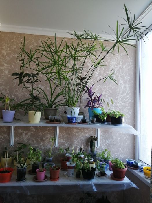 Циперус (болотная пальма )