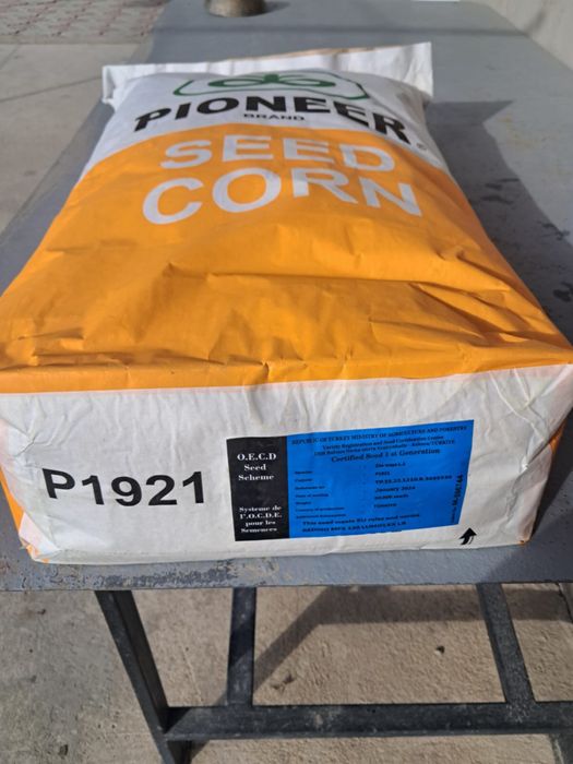 Кукуруза семена Пионер