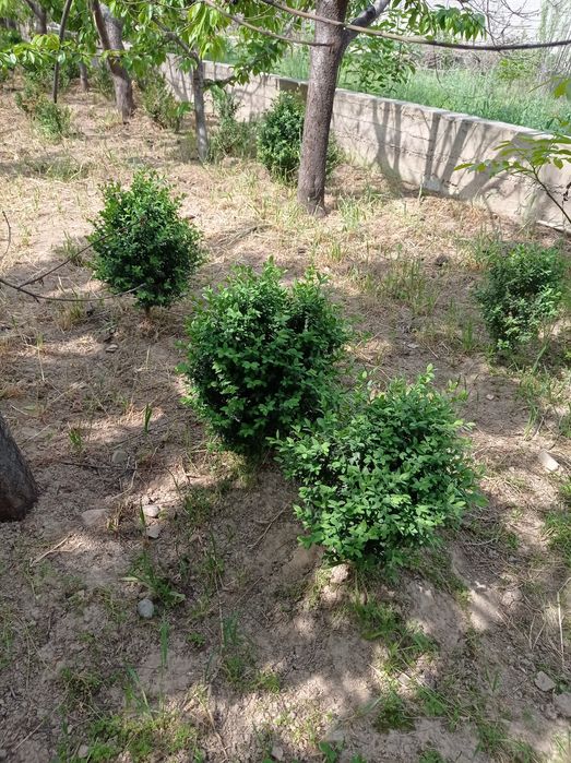 Шамшод 50000 сум