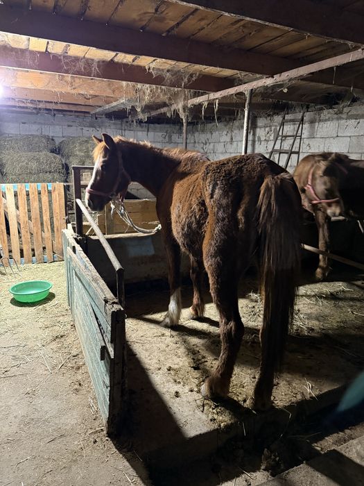 Бие кобыла лошадь