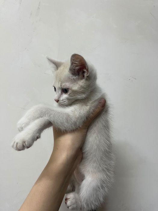 Отдам в добрые руки