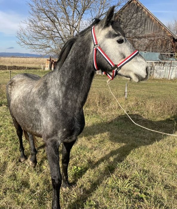 ponei sport cu pasaport ideal pentru echitatie