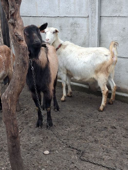 Vindem capra gestantă