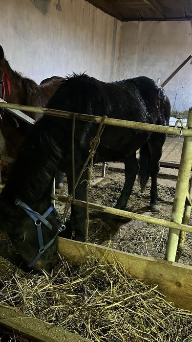 Продам лошадей  таичиков