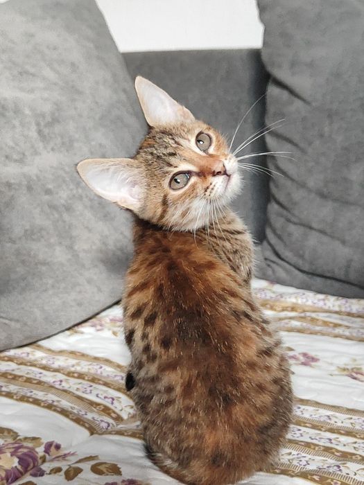 Отдаём котята бауырластар 2