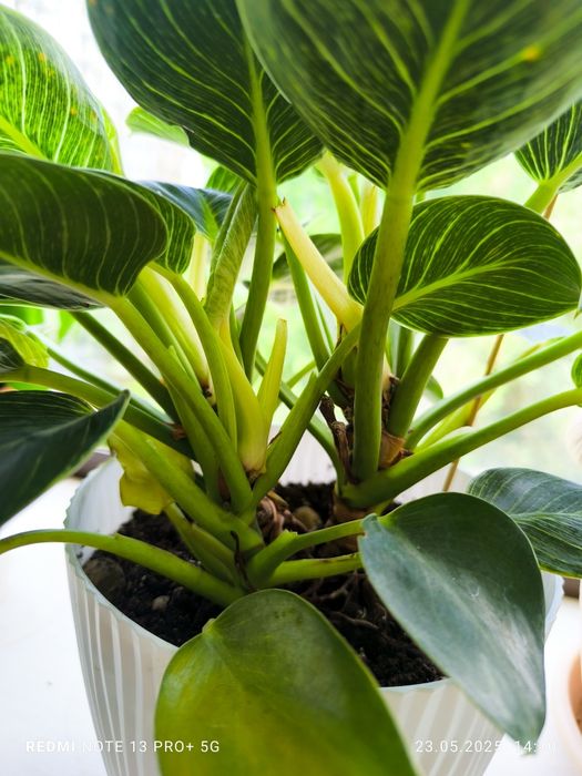 Филодендрон Биркин