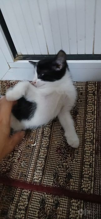 Котенок девочка,2 месяца,в добрые и заботливые руки.Лоток знает.