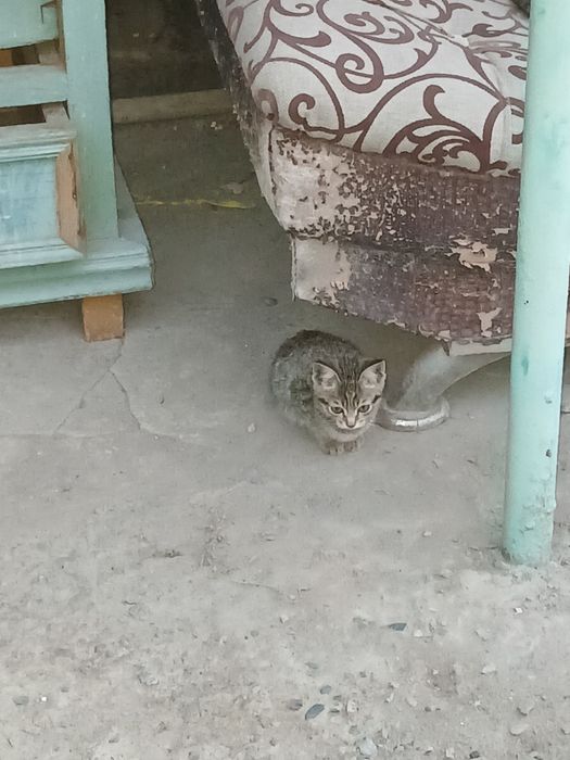 Отдам котят бесплатно