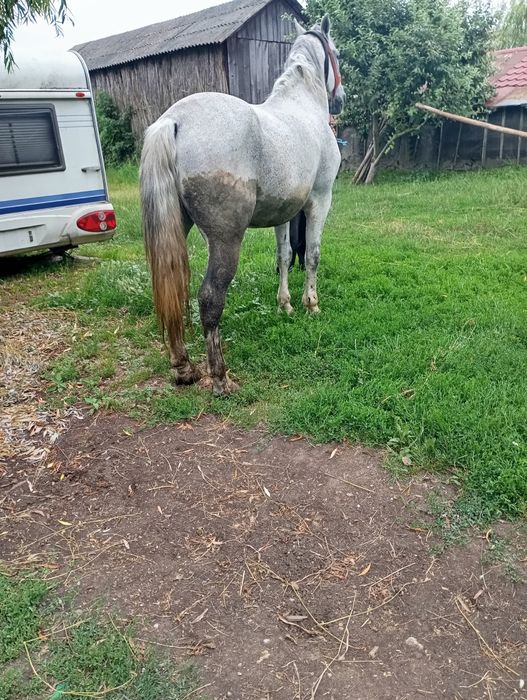 Vand armăsar de 9 ani