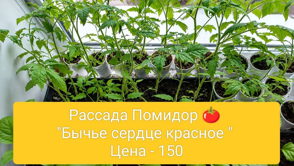 Рассада Помидор , баклажан ,  клубники