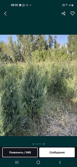 Саженцы көшеттердың барлық түрі бар