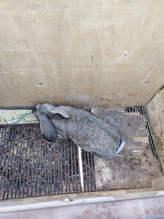 Продам крола и кролиху