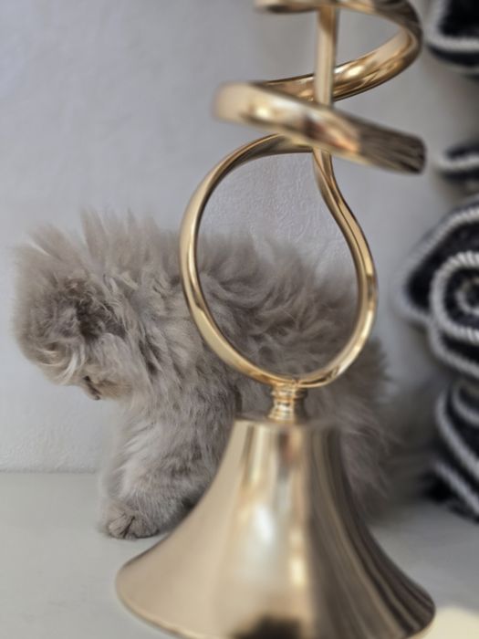 Продаётся очаровательная кошечка Scottish Fold Highland. 3-месячная.