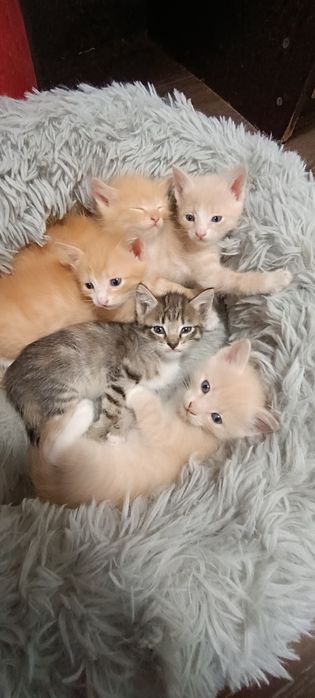 Отдам котят в хорошие руки
