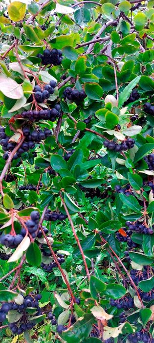 Продам дачу, район Телецентра СО "Кристалл"