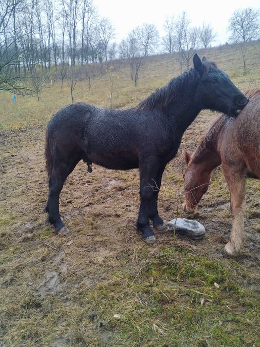 De vânzare mânz negru corb