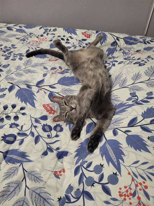 Ласковая кошка в добрые руки