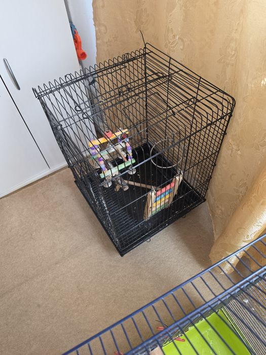 Colivie perusi sau alte pasari