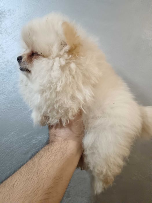 Померан момчета от елитни родители