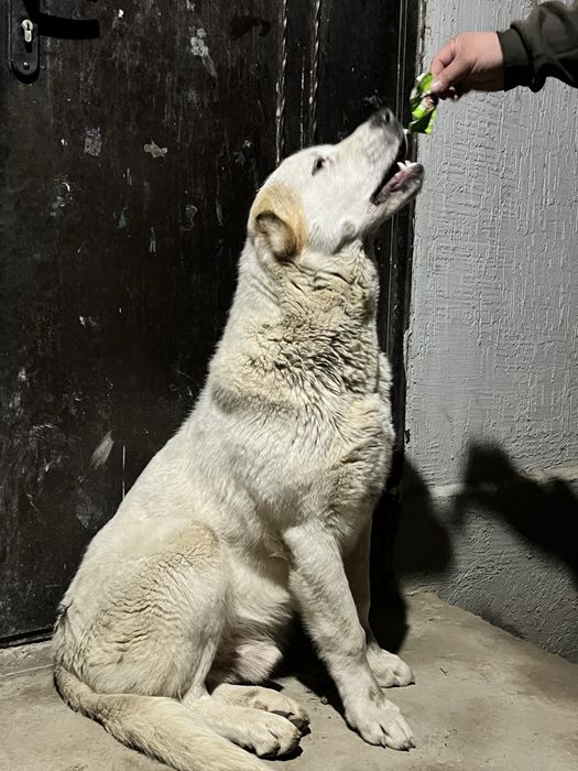 Ит Сатылады Саудасы Бар.