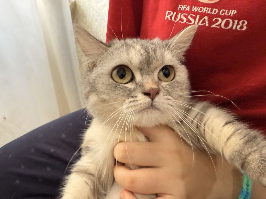 Shinshilla 2.5 yosh qiz bola mushuk кот шиншилла