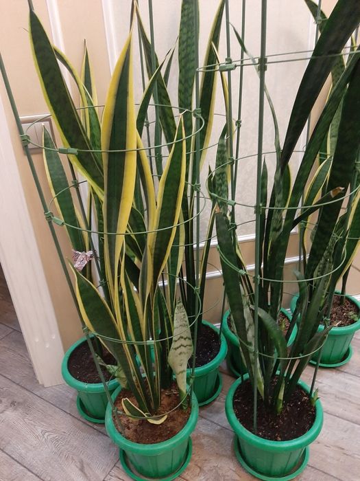 Комнатные цветы сансевьерия