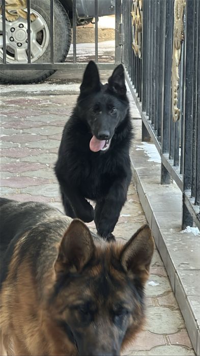 Чёрная немецкая овчарка